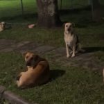 caramelos-fiscalizacao-rua-uberaba-curitiba