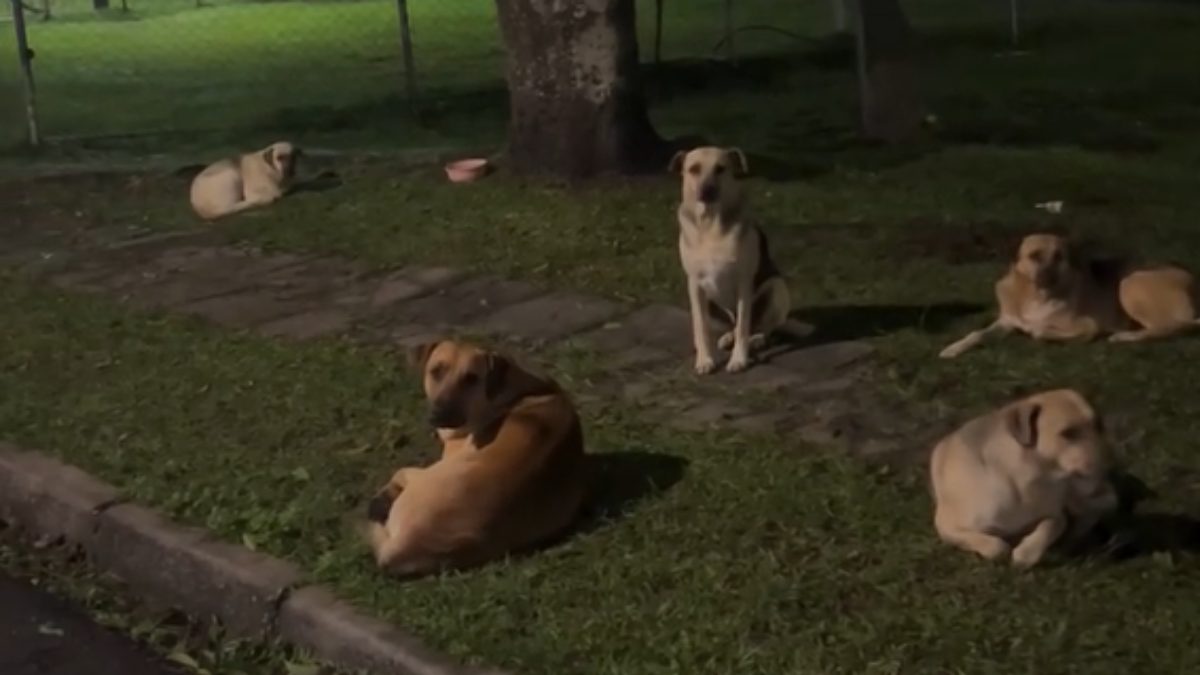 caramelos-fiscalizacao-rua-uberaba-curitiba