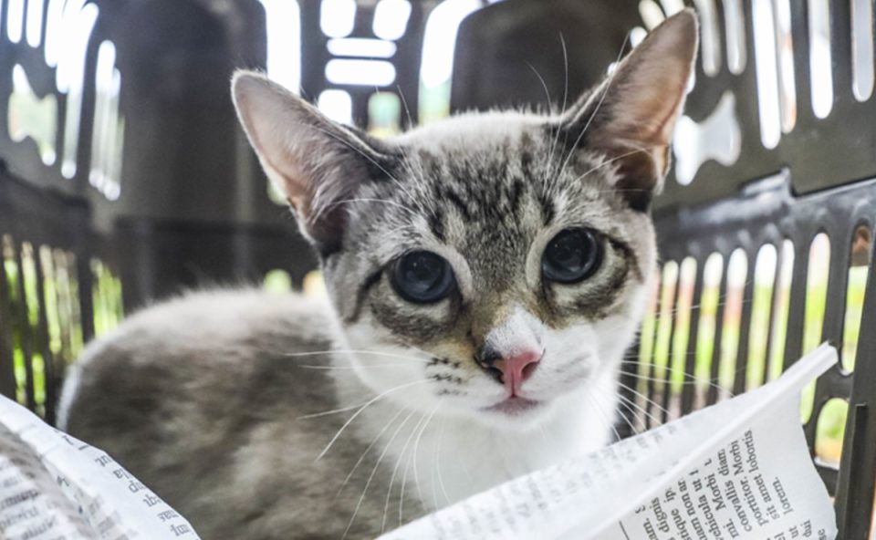 castracao-gratuita-caes-gatos-curitiba-agendamentos-1