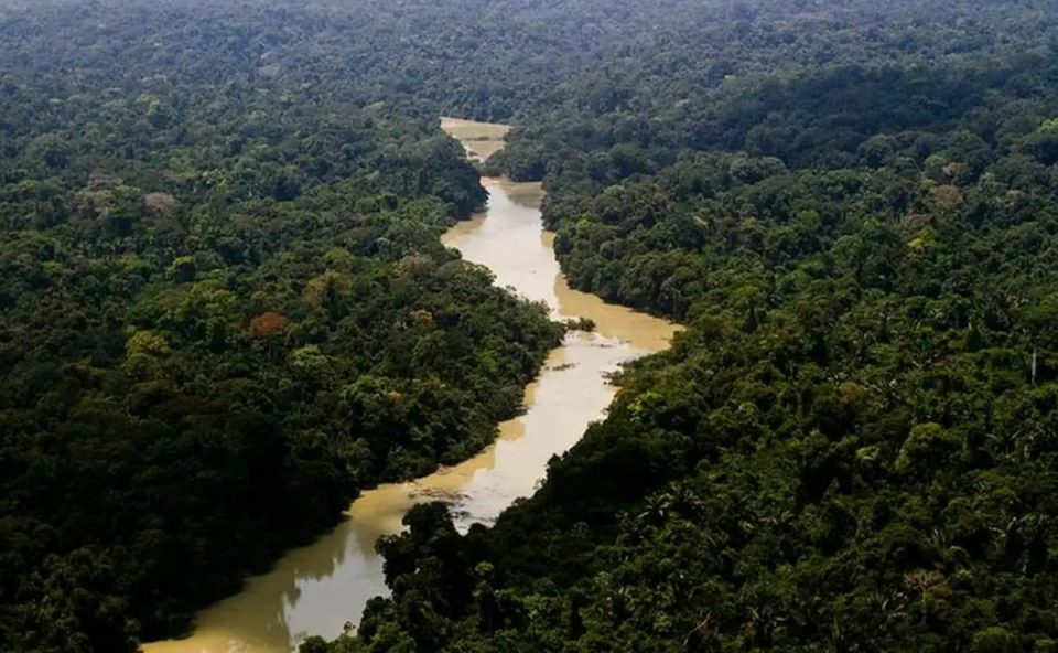 ong-acusa-marcas-de-luxo-couro-ilegal-amazonia