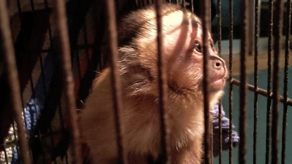 operação-trafico-internacional-de-animais-4