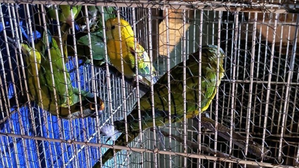 operação-trafico-internacional-de-animais-5