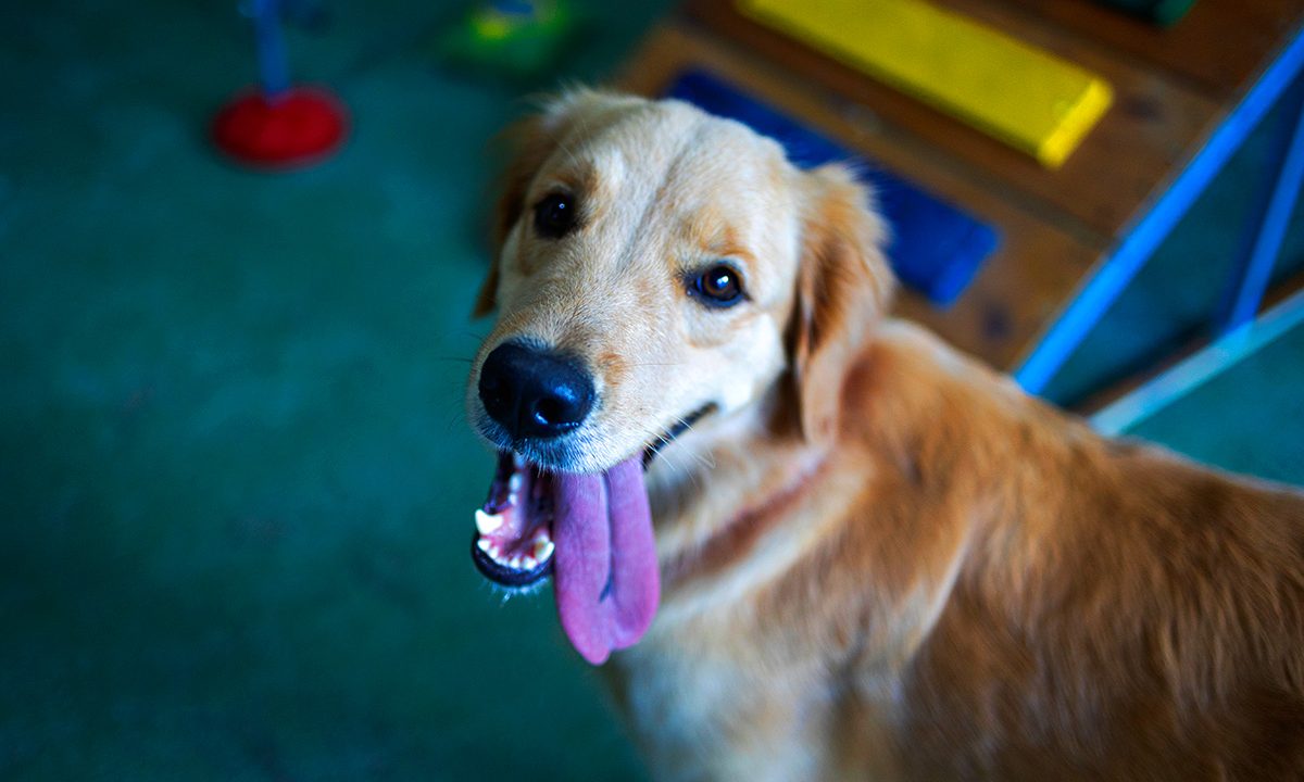 tulipa-dog-creche-hauer-curitiba-4