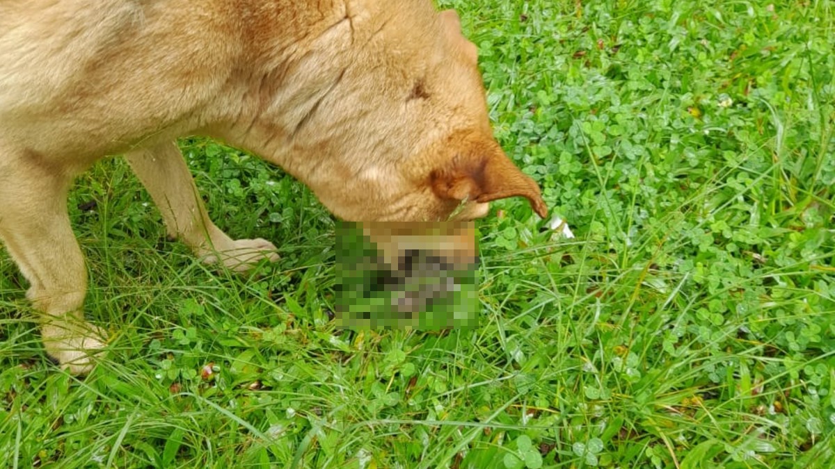 animais-mortos-cães-zoologico-4