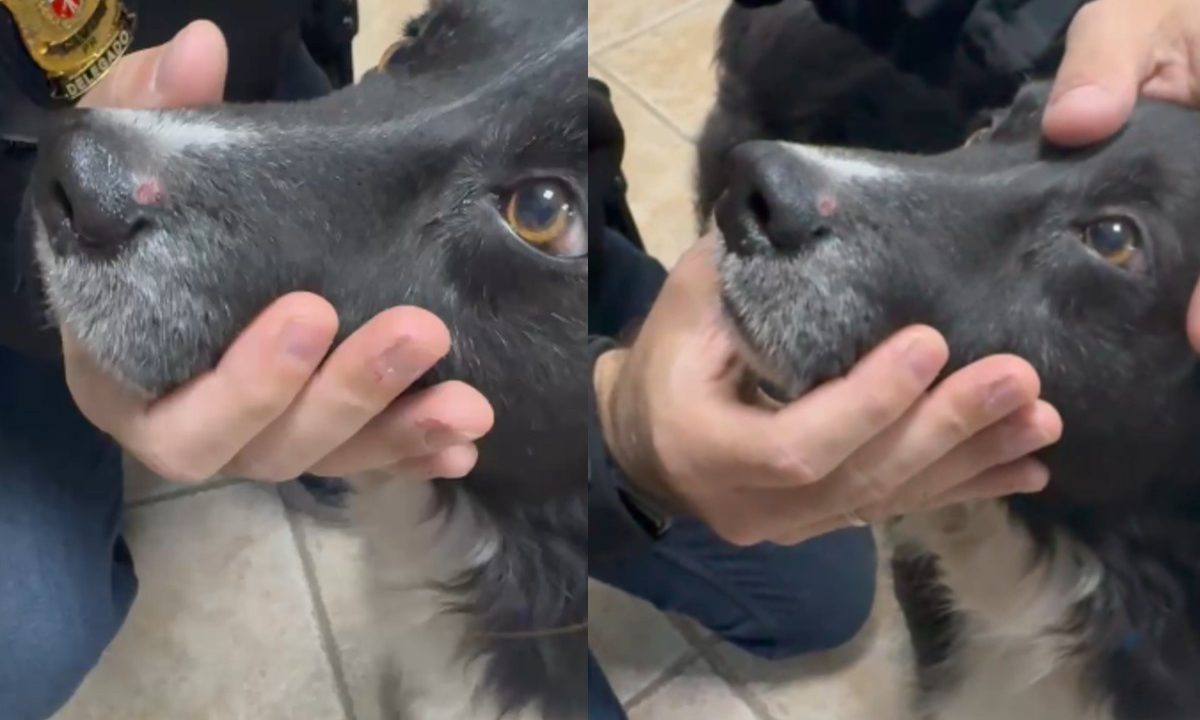 cachorro-resgatado-maus-tratos-curitiba-1
