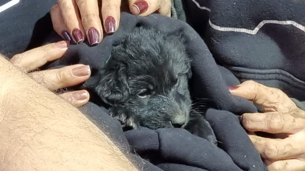 cachorro7