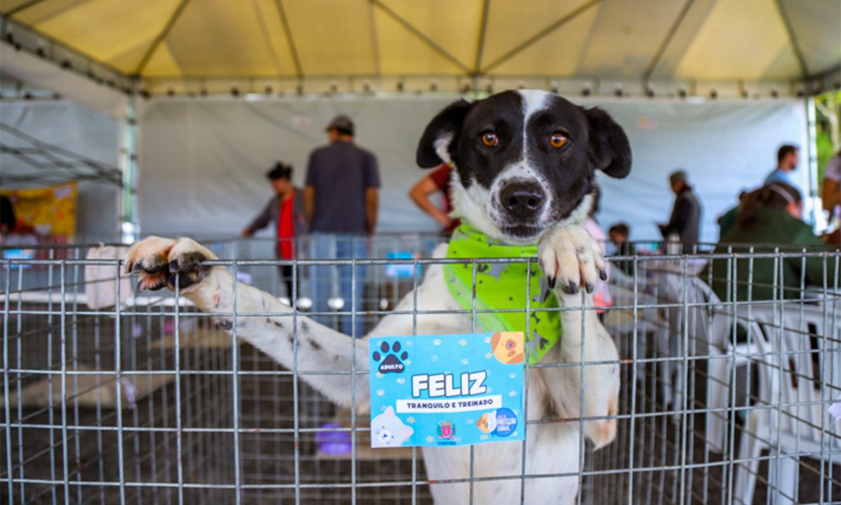 feira-adocao-parque-barigui-caes-julho