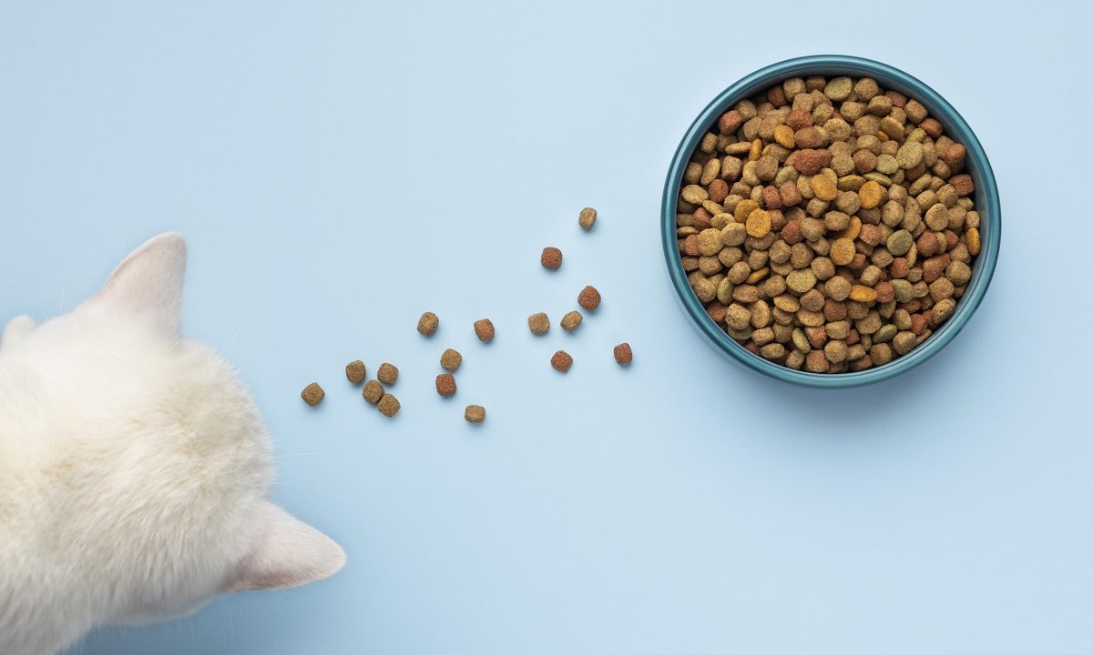 5-dicas-raçao-gato