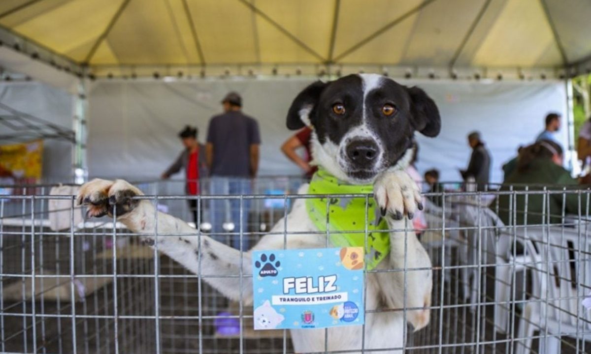 adocao-cachorro-parque-barigui