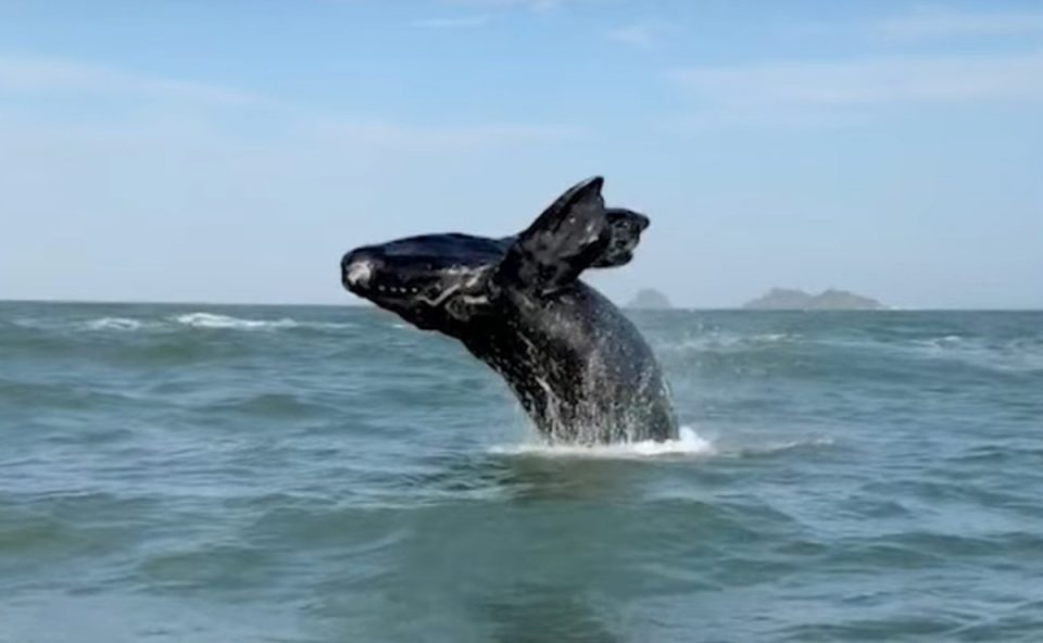 baleia-mar-litoral-parana