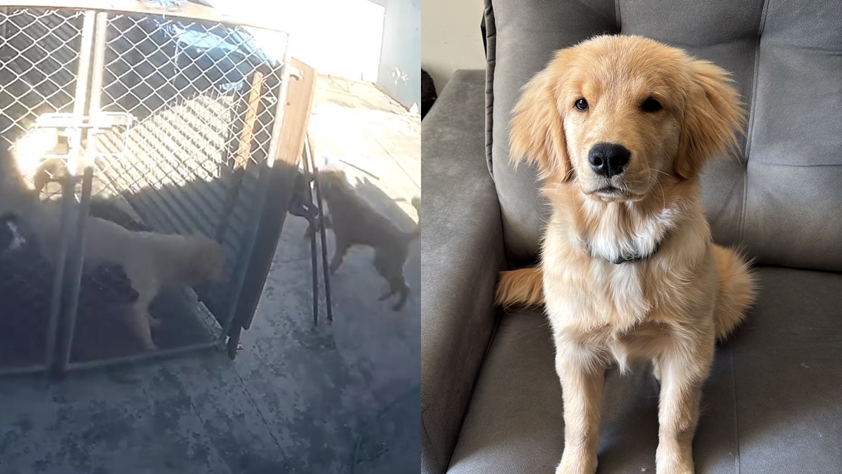 cachorrinha-atacada-caes-curitiba