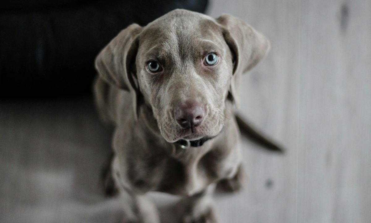 cachorro aumigos