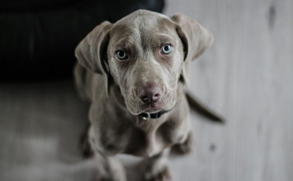 cachorro aumigos