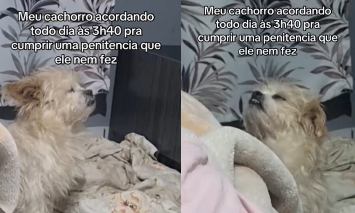 cachorro-dormindo-durante-live-frei-gilson