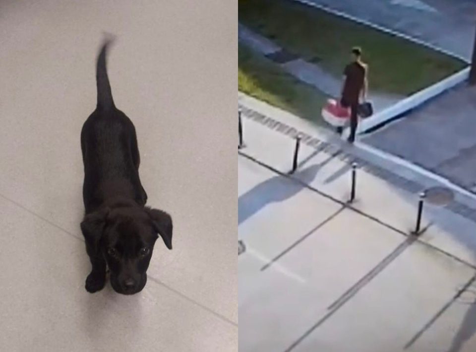 cachorro-abandonado-aeroporto