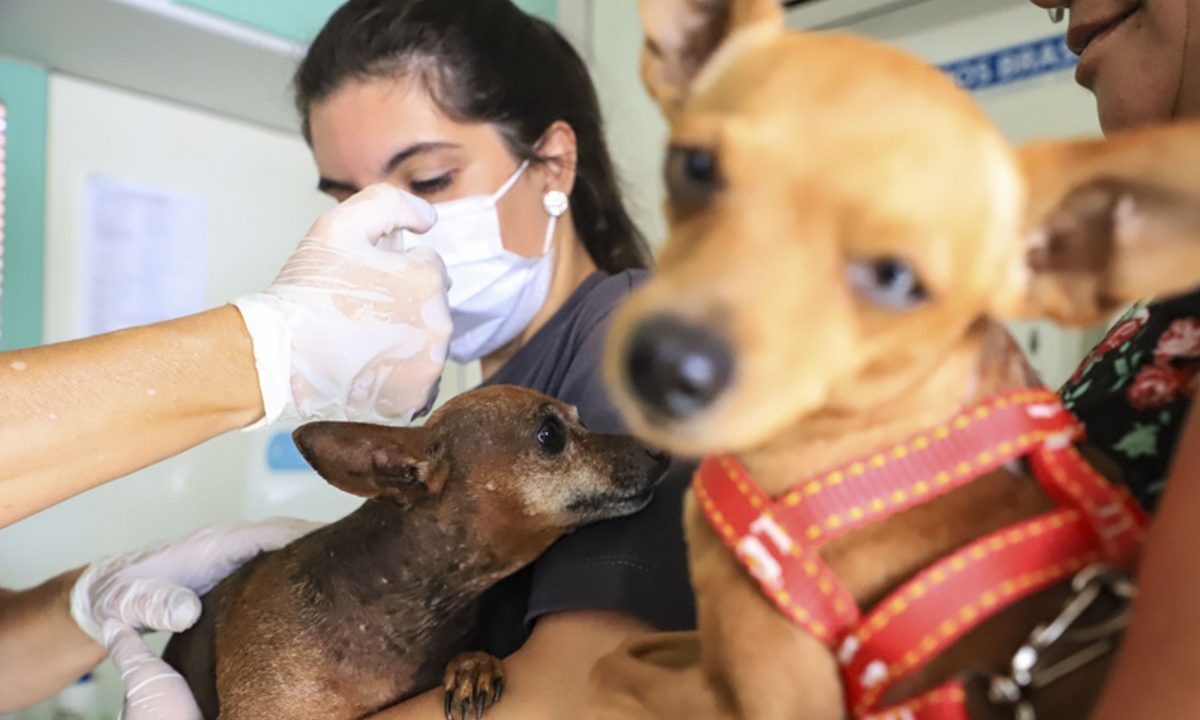 castracao-gratuita-caes-gatos-curitiba-1