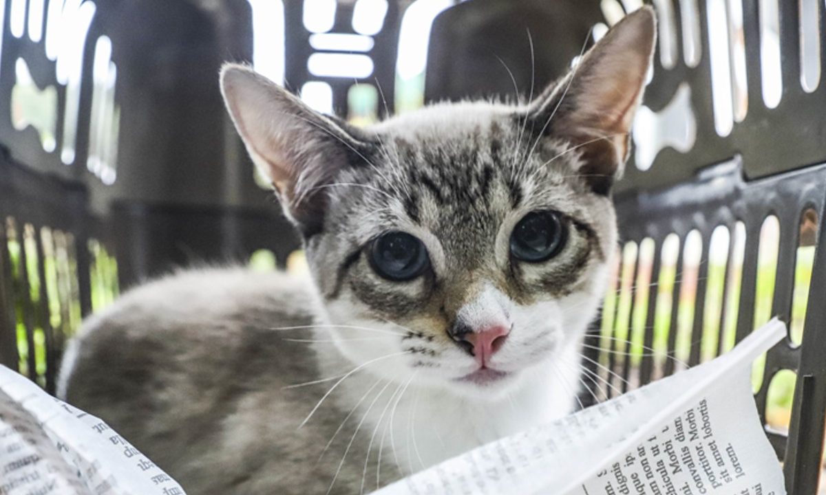 curitiba-atendimento-gratuito-gatos-esporotricose