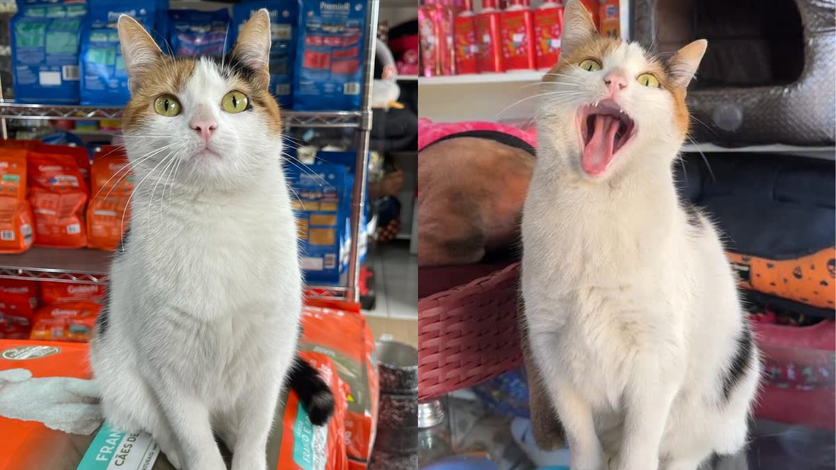 gatinha-clt-parana