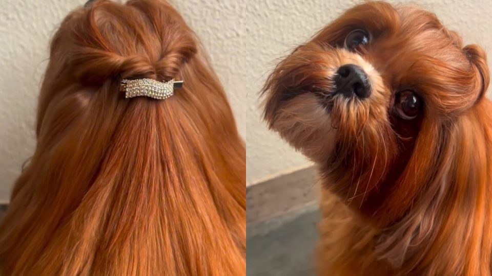 hanna-shihtzu-pelagem