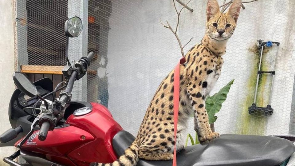 oruam-investigado-trafico-animais-silvestres