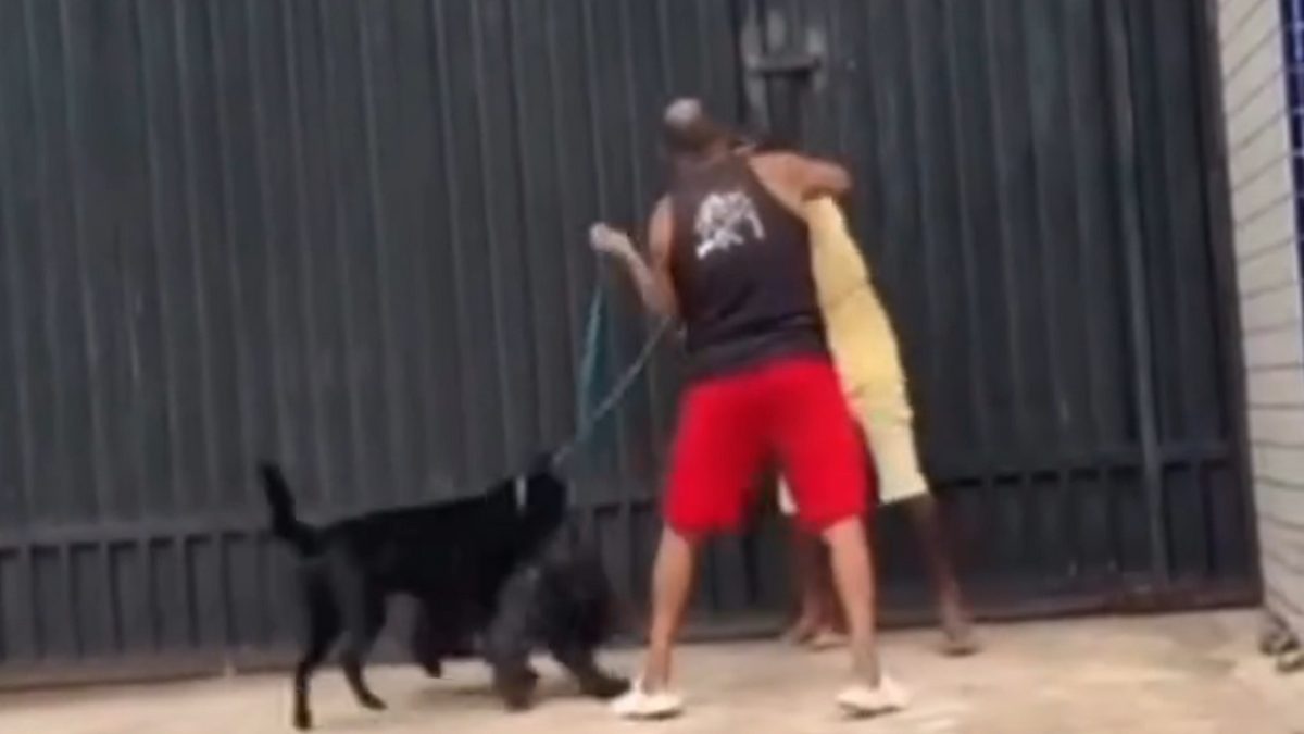 tutores-cachorros-briga