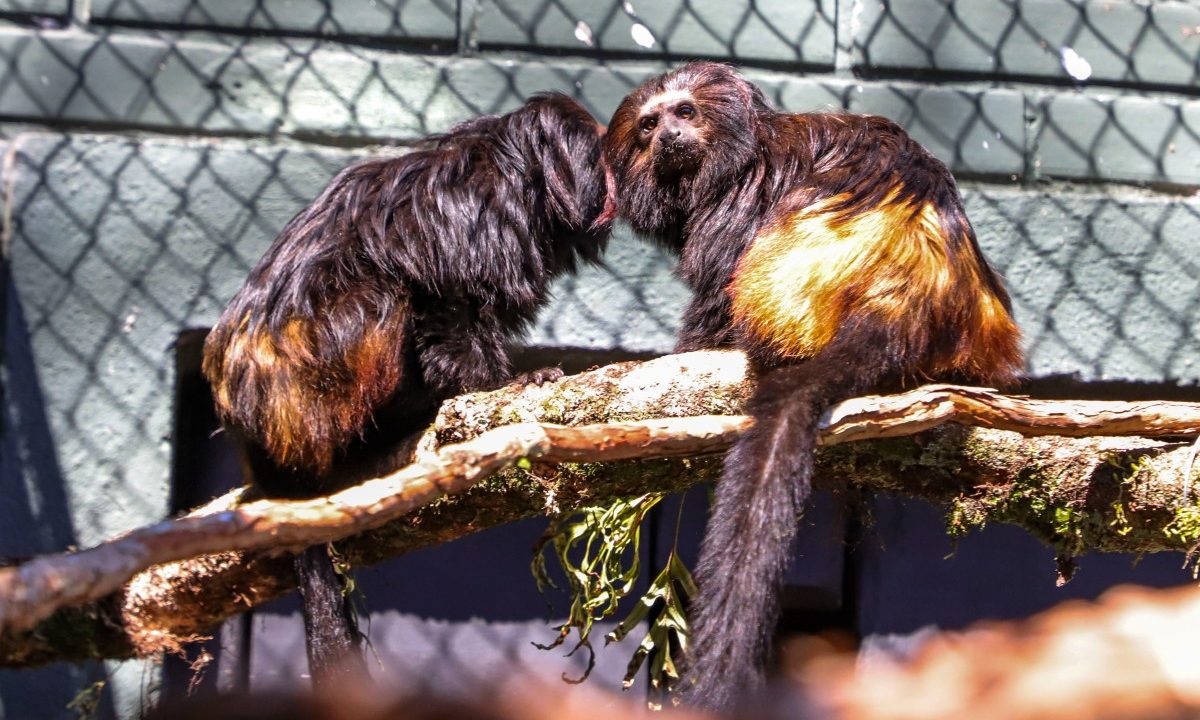 Guri-e-Pia-zoológico