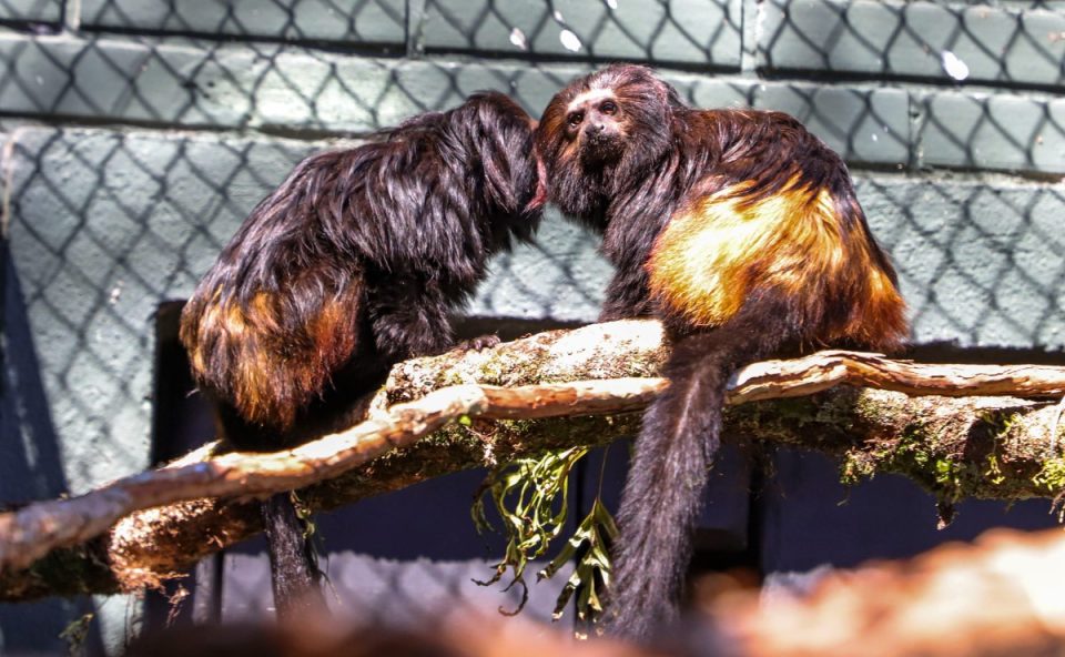 Guri-e-Pia-zoológico
