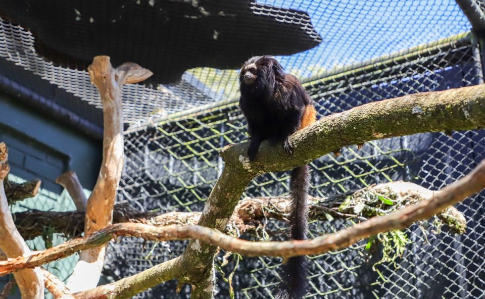 Zoológico-de-Curitiba-macacos