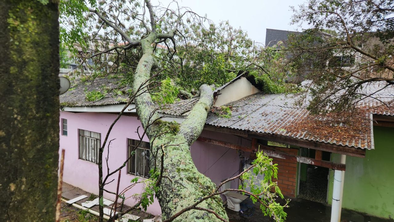 arvore-cai-casa-casal-cic-3