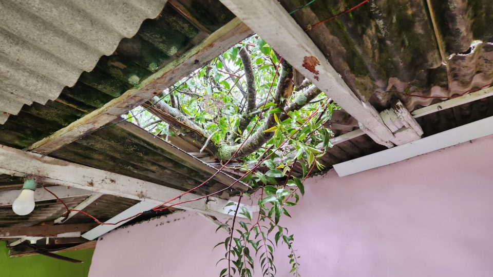 arvore-cai-casa-casal-cic-4
