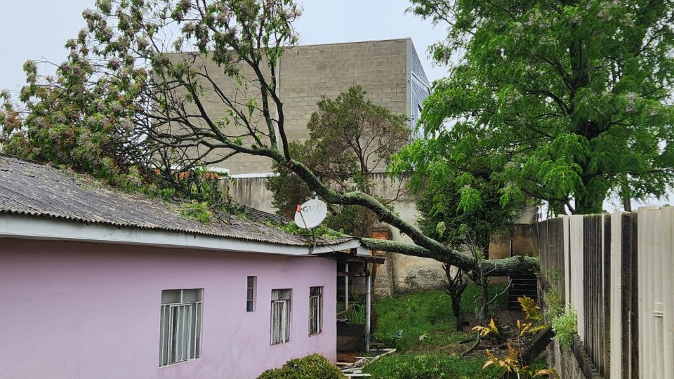 arvore-cai-casa-casal-cic