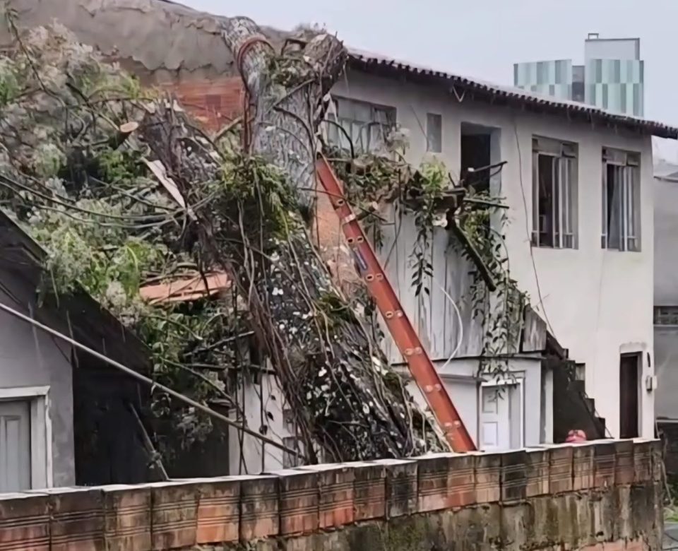 arvore-cai-casa-colombo-2