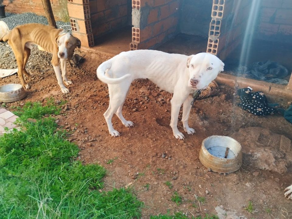 cães-maus-tratos-parana-2