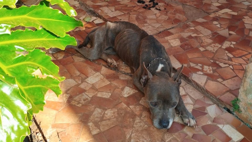 cães-maus-tratos-parana