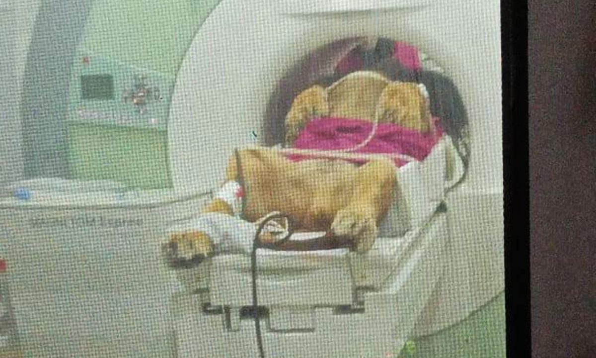 leao-dacar-zoo-curitiba-exame-ressonancia-2
