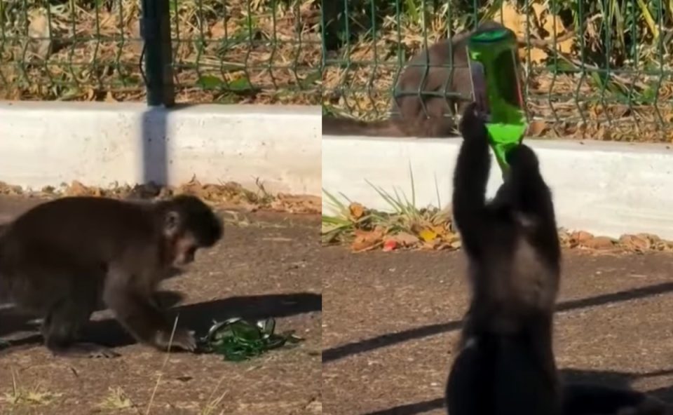 macaco-garrafa-vinho-parque-parana