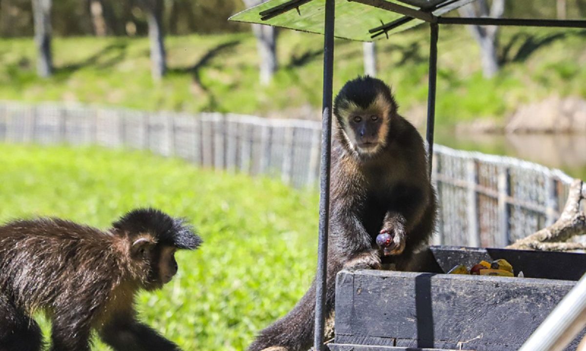 zoo-micos-leoes-pretos