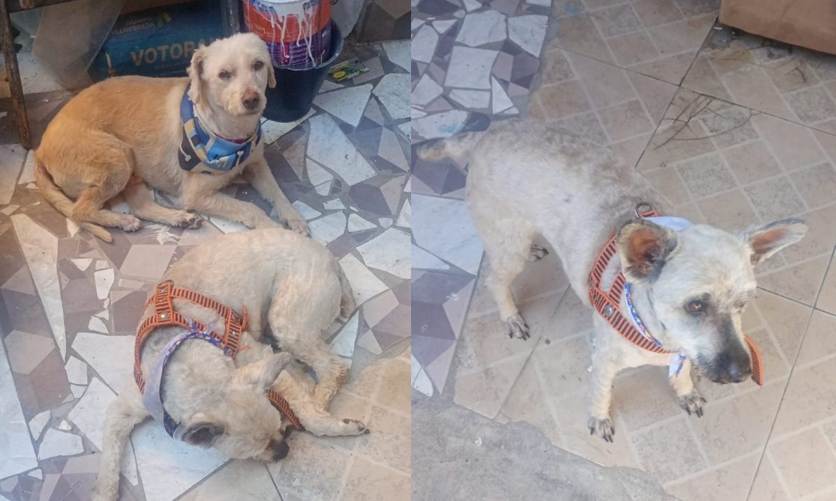 cachorros-desaparecem-tutor-pede-ajuda-1