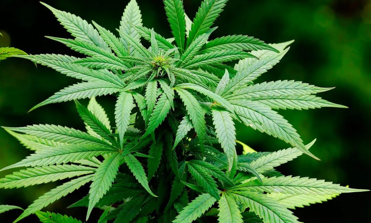 medico-preso-laudos-falsos-legalizar-cultivo-maconha