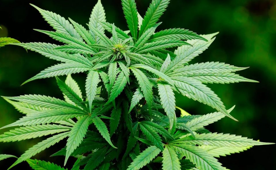 medico-preso-laudos-falsos-legalizar-cultivo-maconha