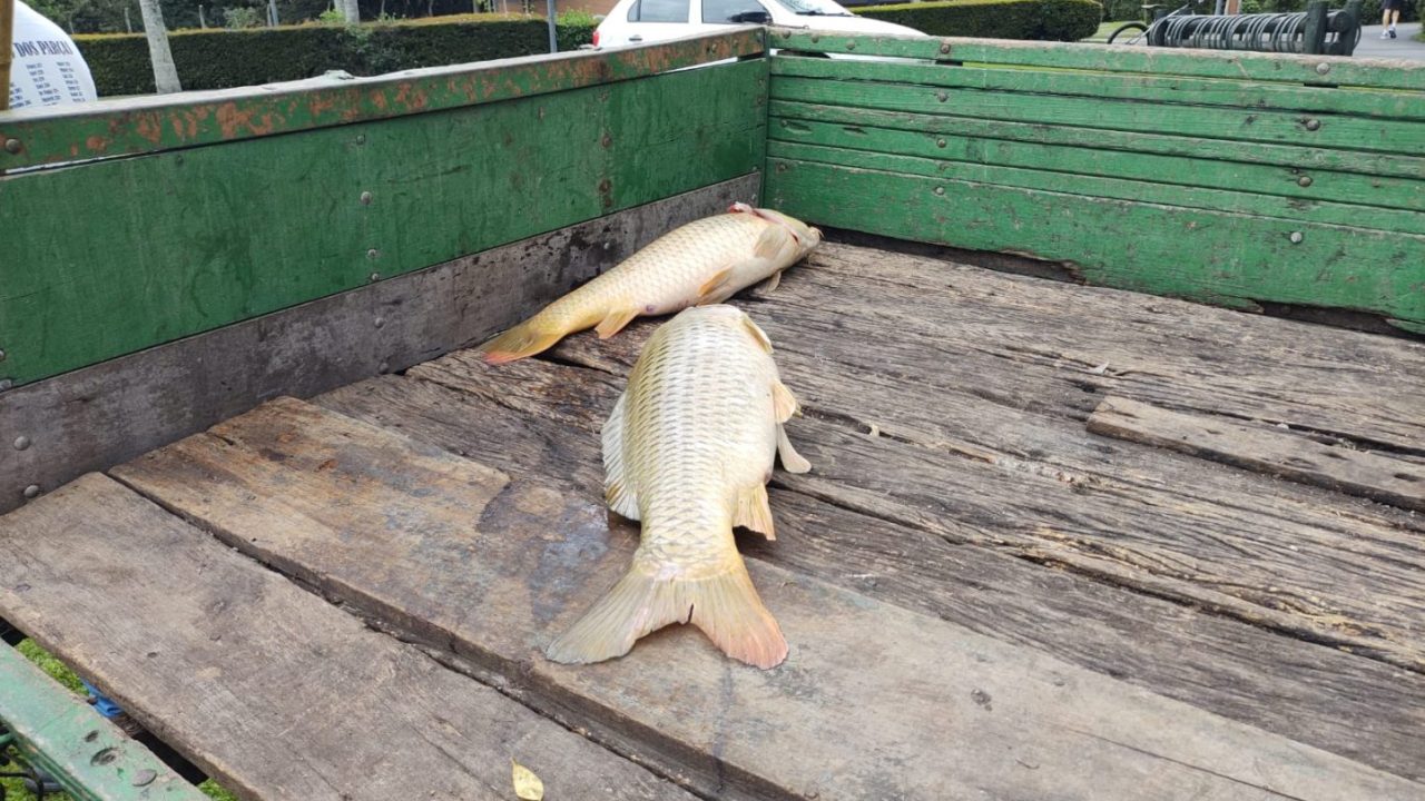 peixes-mortos-parque-bacacheri-4