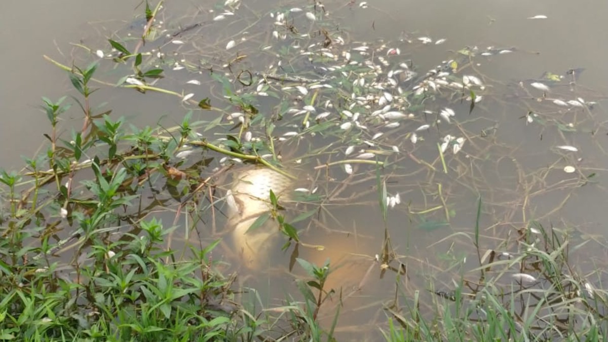 peixes-mortos-parque-bacacheri-5