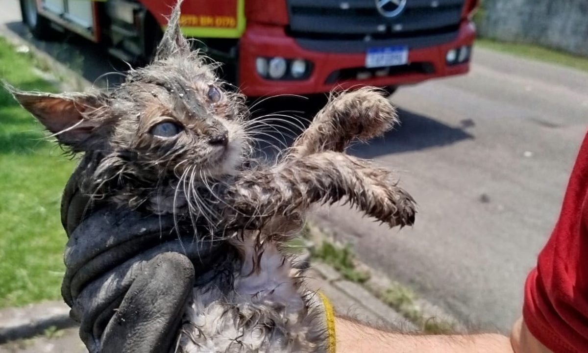 gato-resgatado-bombeiros-boqueirao
