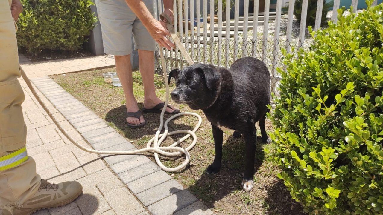 cachorro-cego-socorrido-rio-santa-felicidade (3)