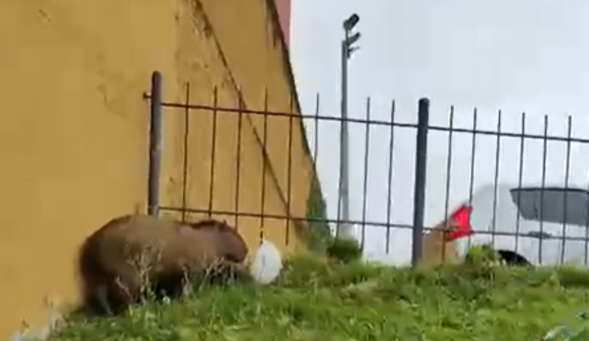 capivara-largo-da-ordem