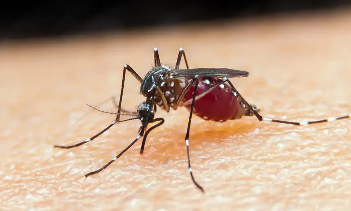 casos-confirmados-malaria-parana