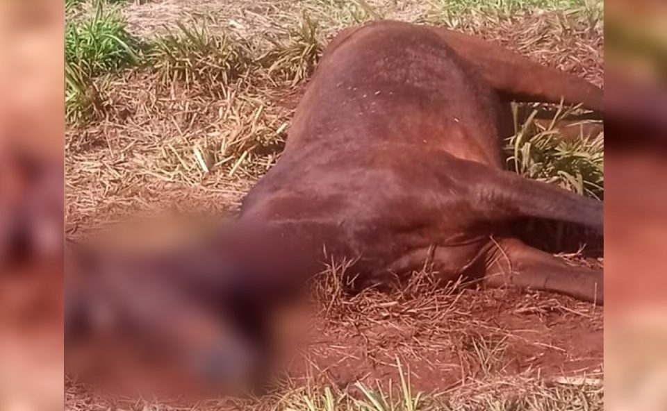 cavalo-sacrificado-encontrado-abandonado-cascavel