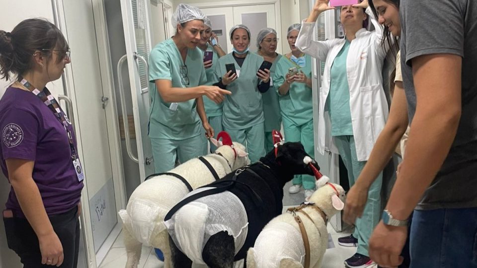 ovelhas-hospital-pet-terapia