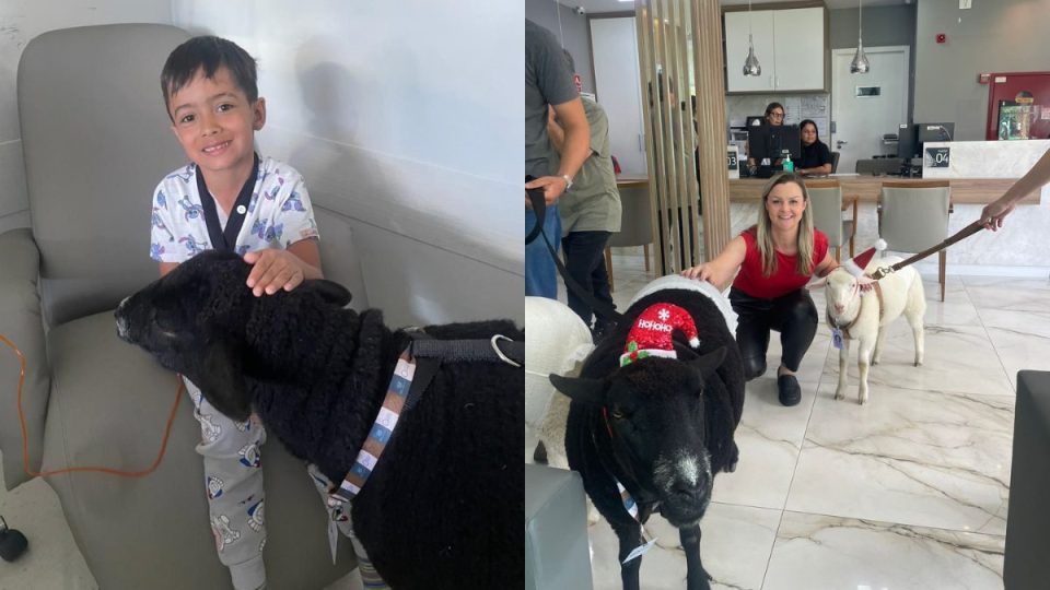 ovelhas-hospital-pet-terapia2