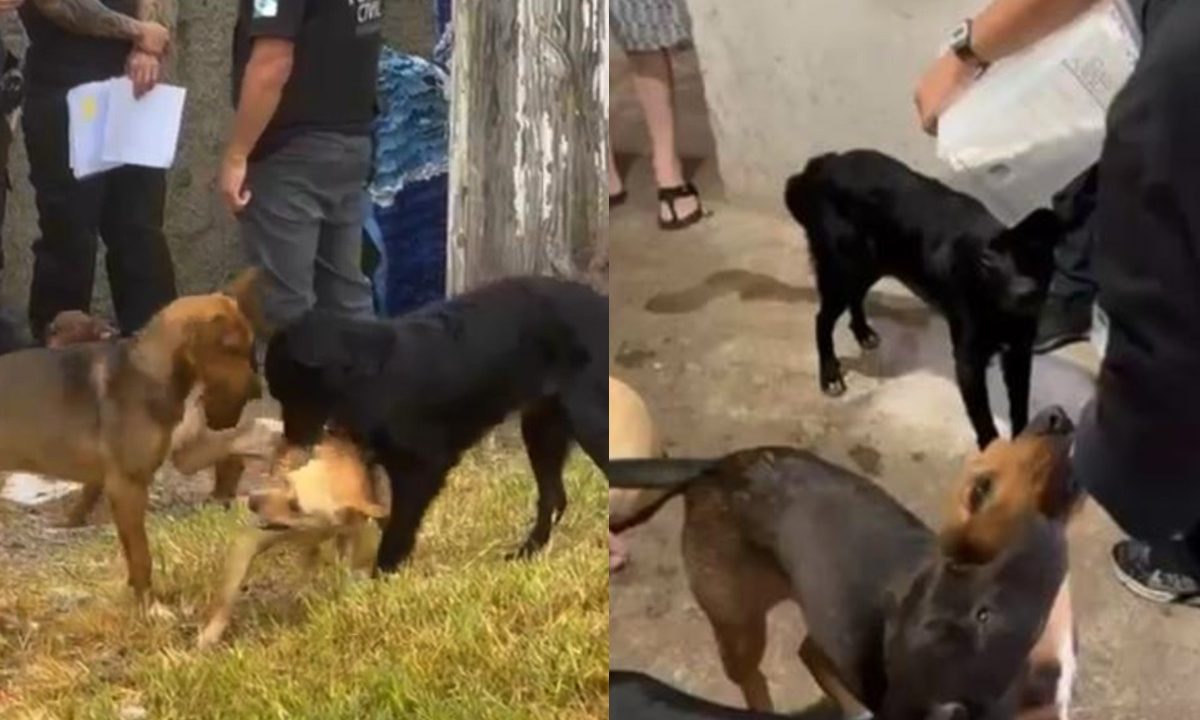 Cachorros resgatados pela Polícia Civil do Paraná durante ação contra zoofilia